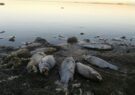 مرگ تعداد زیادی از ماهیان تالابی